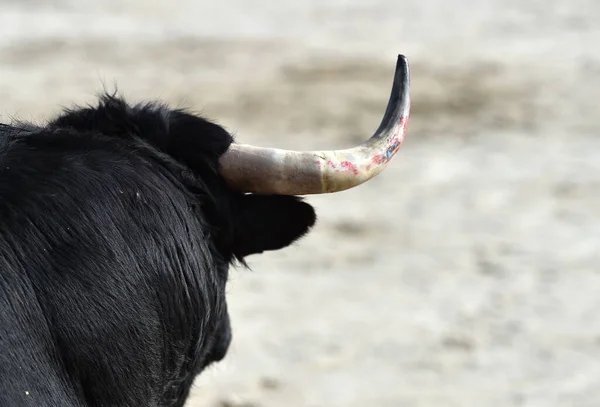 西班牙勇敢的公牛 长着大角 有着西班牙式的斗牛奇观 — 图库照片