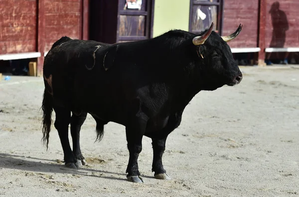 Toro Combate Con Cuernos Grandes Plaza Toros Española —  Fotos de Stock