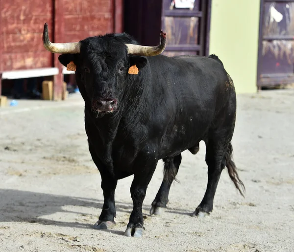 スペインの闘牛場で大きな角を持つ雄牛と — ストック写真