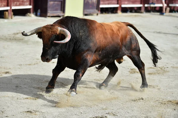 スペインの闘牛場で大きな角を持つ雄牛と — ストック写真