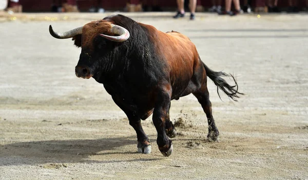 Touro Lutando Com Grandes Chifres Praça Touros Espanhola — Fotografia de Stock