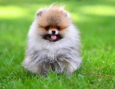 Yeşil bir tarlada Pomeranya cinsinden bir yavru köpek.