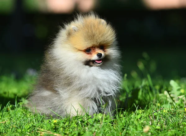 Ένα Μωρό Σκυλί Της Pomeranian Φυλή Ένα Πράσινο Πεδίο — Φωτογραφία Αρχείου