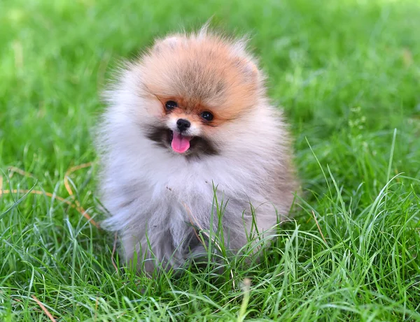 Perro Bebé Raza Pomerania Campo Verde — Foto de Stock