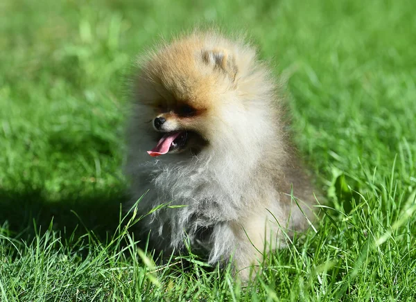 Mały Piesek Rasy Pomeranian Zielonym Polu — Zdjęcie stockowe