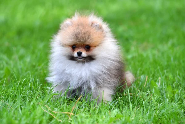 Ein Babyhund Pommerscher Rasse Auf Einer Grünen Wiese — Stockfoto