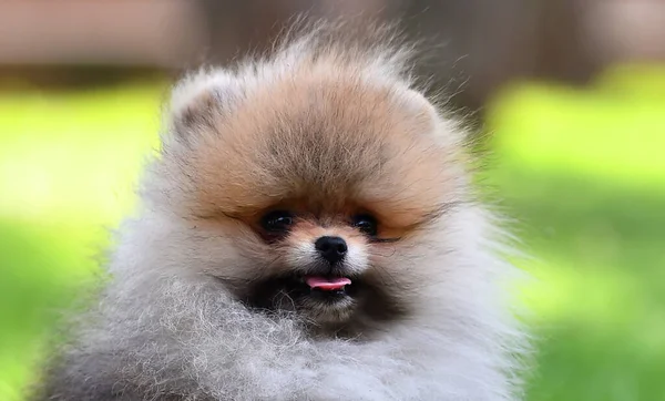 Baby Hund Pommerska Rasen Ett Grönt Fält — Stockfoto