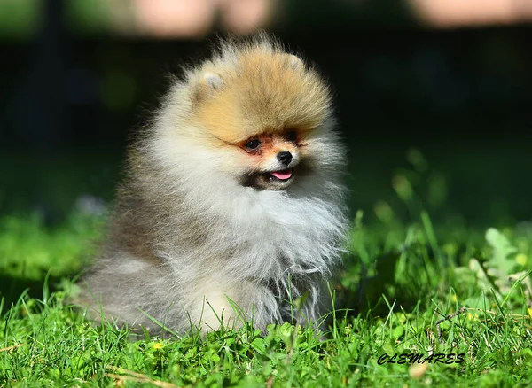 Kojenecký Pes Pomeranian Plemene Zeleném Poli — Stock fotografie