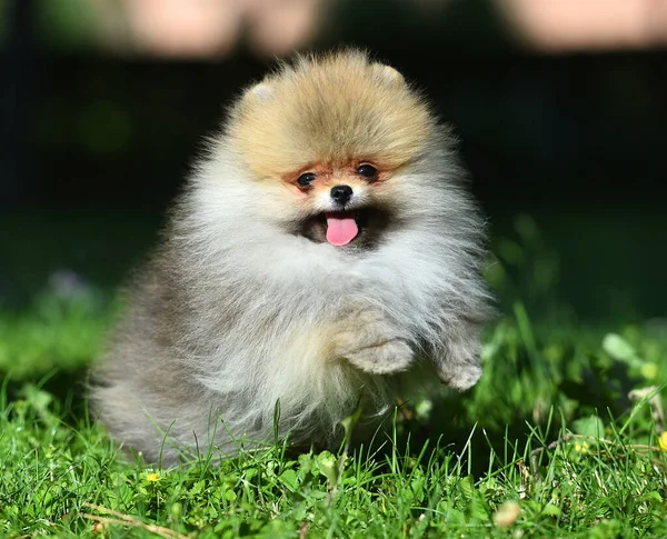 Mały Piesek Rasy Pomeranian Zielonym Polu — Zdjęcie stockowe