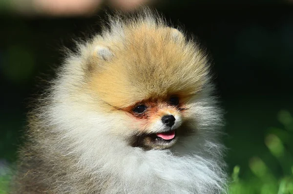 Ένα Μωρό Σκυλί Της Pomeranian Φυλή Ένα Πράσινο Πεδίο — Φωτογραφία Αρχείου