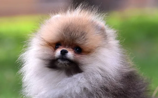 Baby Dog Pomeranian Breed Green Field — Stock Photo, Image