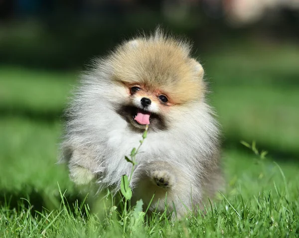 Mały Piesek Rasy Pomeranian Zielonym Polu — Zdjęcie stockowe