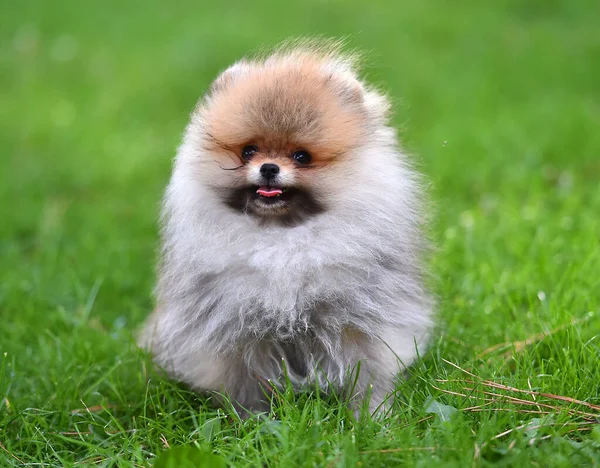 Baby Hund Pommerska Rasen Ett Grönt Fält — Stockfoto