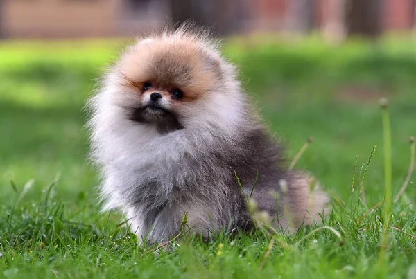 在绿地里的波美拉尼亚品种的小狗 — 图库照片