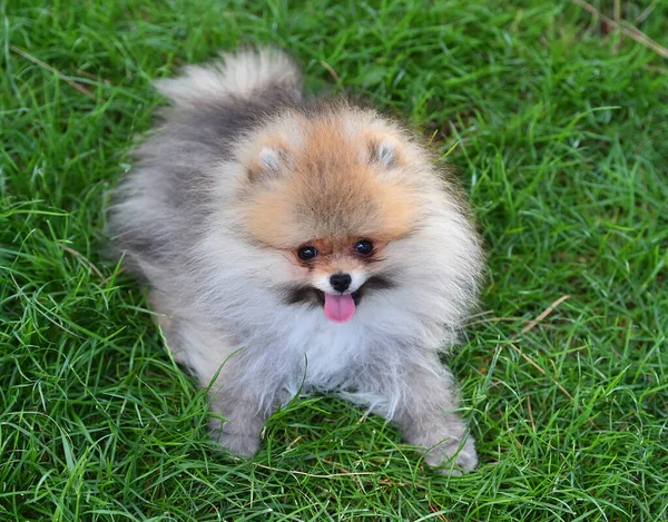 Liten Hund Pommersk Ras Ett Grönt Fält Spanien — Stockfoto