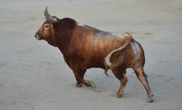 Potężny Byk Dużymi Rogami Hiszpańskim Ringu Byków — Zdjęcie stockowe