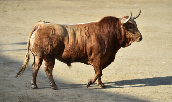 Taureau Puissant Avec Grandes Cornes Dans Les Arènes Espagnoles — Photo