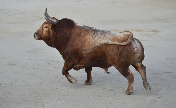 Ein Mächtiger Stier Mit Großen Hörnern Der Spanischen Stierkampfarena — Stockfoto