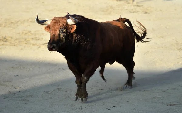Een Krachtige Stier Met Grote Hoorns Spaanse Arena — Stockfoto
