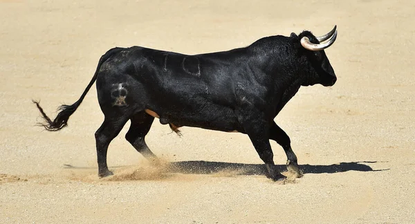 Сильна Бичка Великими Рогами Іспанській Арени Биків — стокове фото