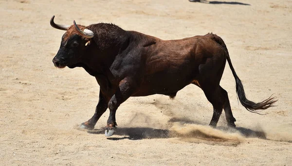 在西班牙斗牛场上有大喇叭的强壮公牛 — 图库照片