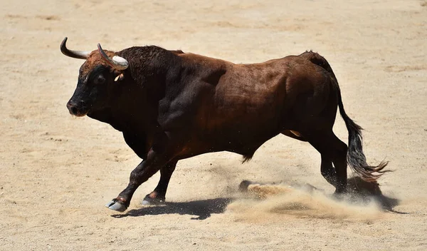 スペインの闘牛場に大きな角を持つ強い雄牛 — ストック写真