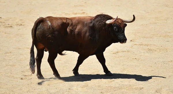 スペインの闘牛場に大きな角を持つ強い雄牛 — ストック写真
