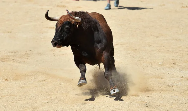 Starker Stier Mit Großen Hörnern Der Spanischen Stierkampfarena — Stockfoto