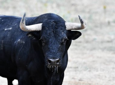 spanish bull in the cattle farm