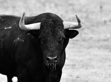 spanish bull in the cattle farm