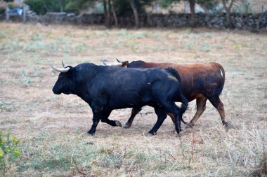 spanish bull in the cattle farm