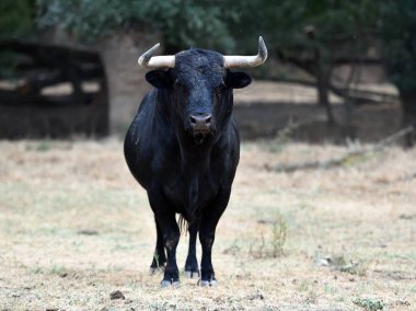 spanish bull in the cattle farm