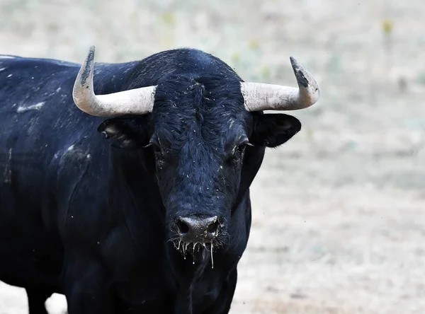 Spanish Bull Cattle Farm — Zdjęcie stockowe