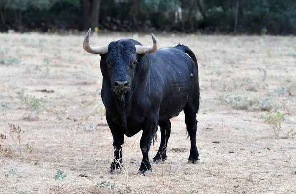 Spanish Bull Cattle Farm — Stock Fotó