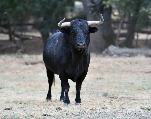 Spanish Bull Cattle Farm — Stock Photo, Image