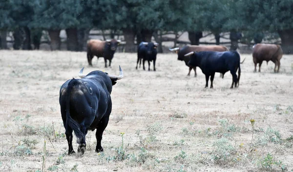 Spanish Bull Cattle Farm — Zdjęcie stockowe