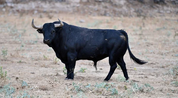 Spanish Bull Cattle Farm — Zdjęcie stockowe