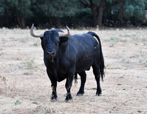 Spanish Bull Cattle Farm — Stock Fotó