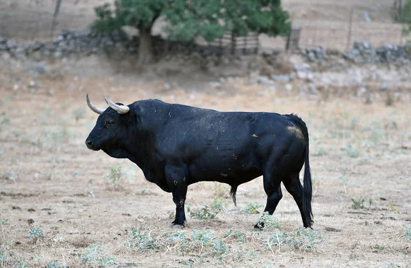 Spanish Bull Cattle Farm — Stok fotoğraf