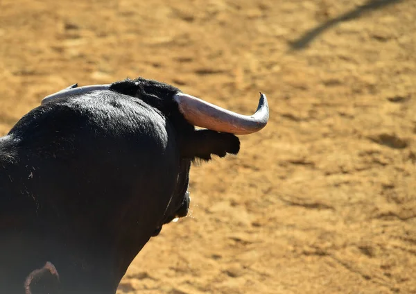 Spanska Tjur Med Stora Horn Ett Traditionellt Spektakel Tjurfäktning — Stockfoto