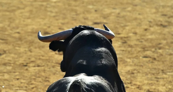 Ισπανικός Ταύρος Μεγάλα Κέρατα Ένα Παραδοσιακό Θέαμα Ταυρομαχίας — Φωτογραφία Αρχείου