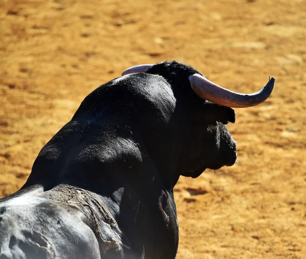 Spanischer Stier Mit Großen Hörnern Bei Einem Traditionellen Stierkampf Spektakel — Stockfoto