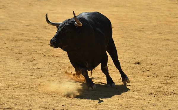 Spaanse Stier Met Grote Hoorns Een Traditioneel Stierengevecht — Stockfoto