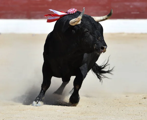 Svart Tjur Med Stora Horn Det Traditionella Spektaklet Tjurfäktning — Stockfoto