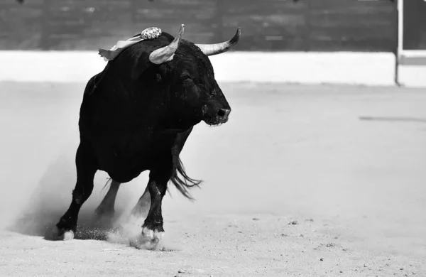 Μαύρος Ταύρος Μεγάλα Κέρατα Στο Παραδοσιακό Θέαμα Της Ταυρομαχίας — Φωτογραφία Αρχείου