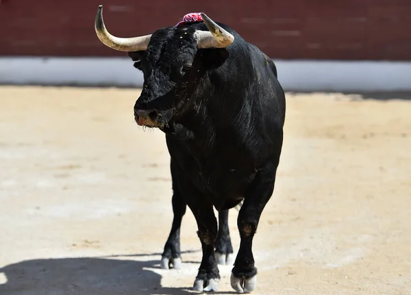 black bull with big horns in the traditional spectacle of bullfight