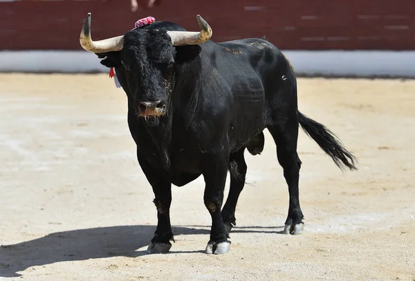 Touro Preto Com Grandes Chifres Espetáculo Tradicional Tourada — Fotografia de Stock