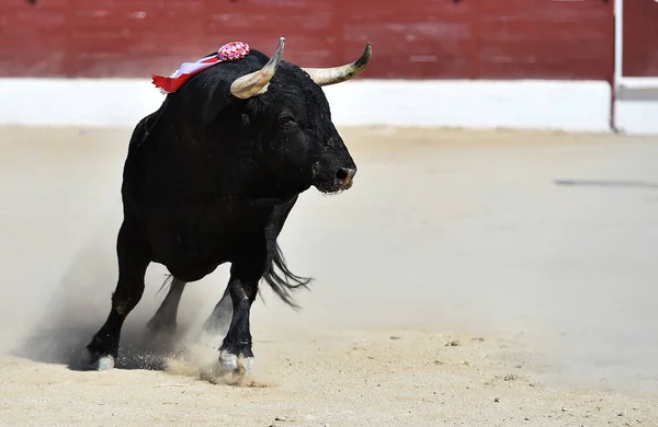 在斗牛的传统场面中 一头长着大角的黑牛 — 图库照片