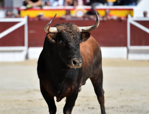 大きな角を持つ強い雄牛スペインで — ストック写真