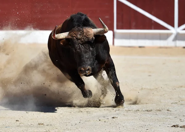 Bull Forte Com Chifres Grandes Espanha — Fotografia de Stock